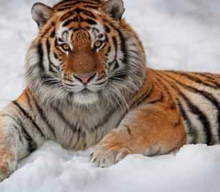 Siberian Tiger - Obrázkek zdarma pro iPad Air