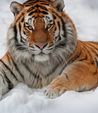 Siberian Tiger - Obrázkek zdarma pro 480x640