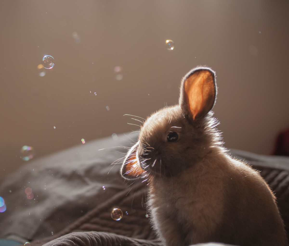 Das Funny Little Bunny Wallpaper 1200x1024