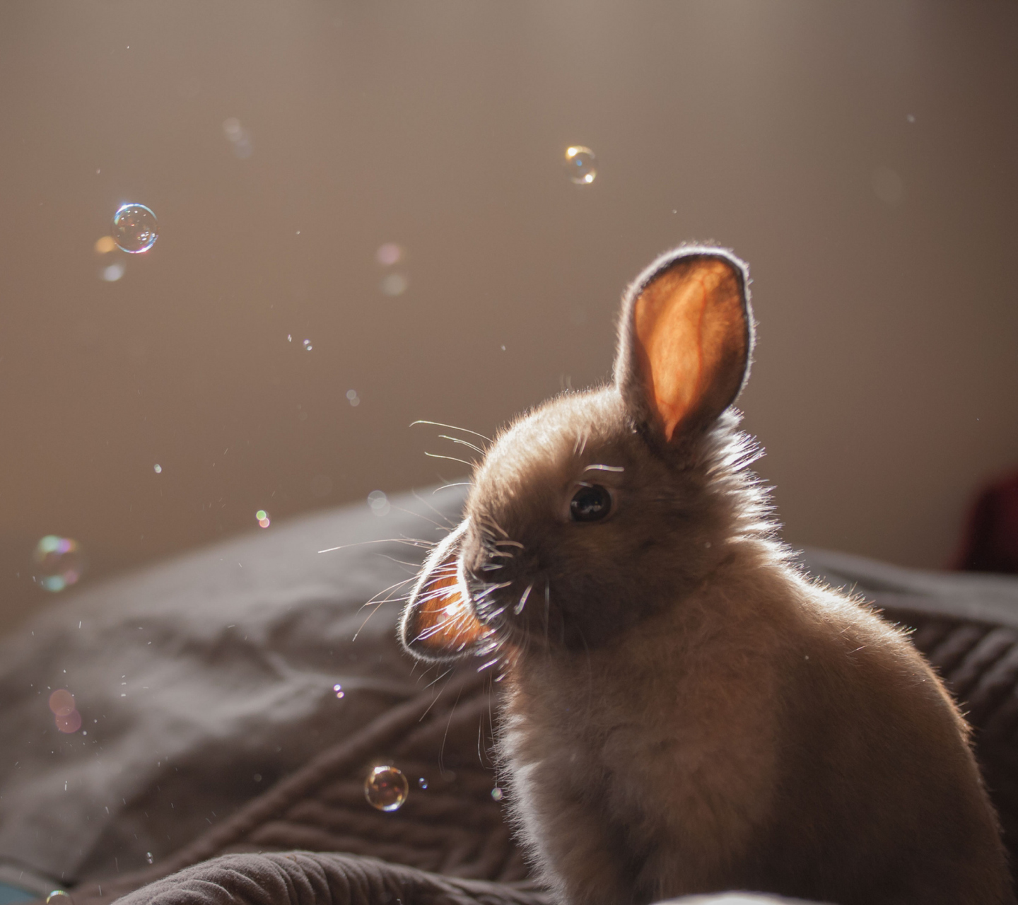 Fondo de pantalla Funny Little Bunny 1440x1280