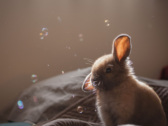 Funny Little Bunny wallpaper 640x480