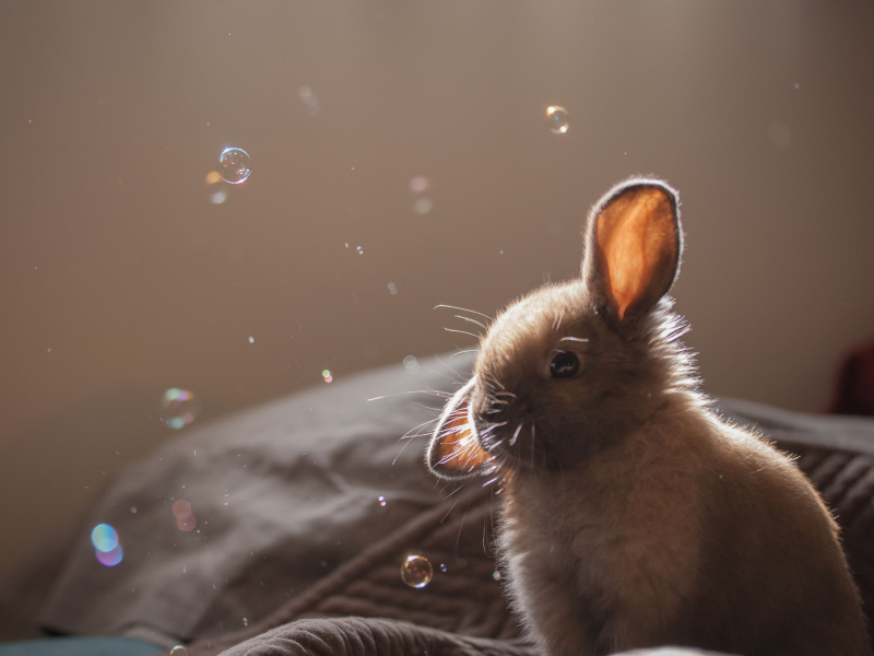 Sfondi Funny Little Bunny 800x600
