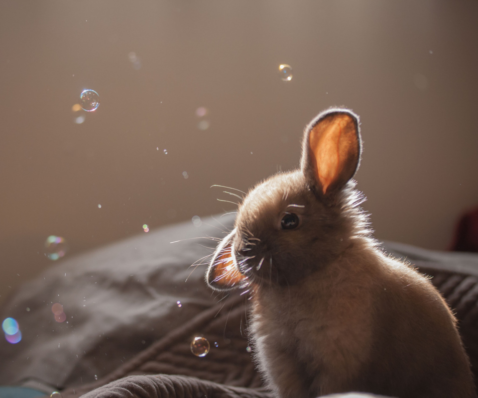 Fondo de pantalla Funny Little Bunny 960x800