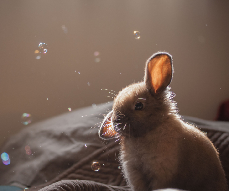 Обои Funny Little Bunny 960x800