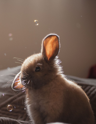 Funny Little Bunny sfondi gratuiti per Nokia Asha 306