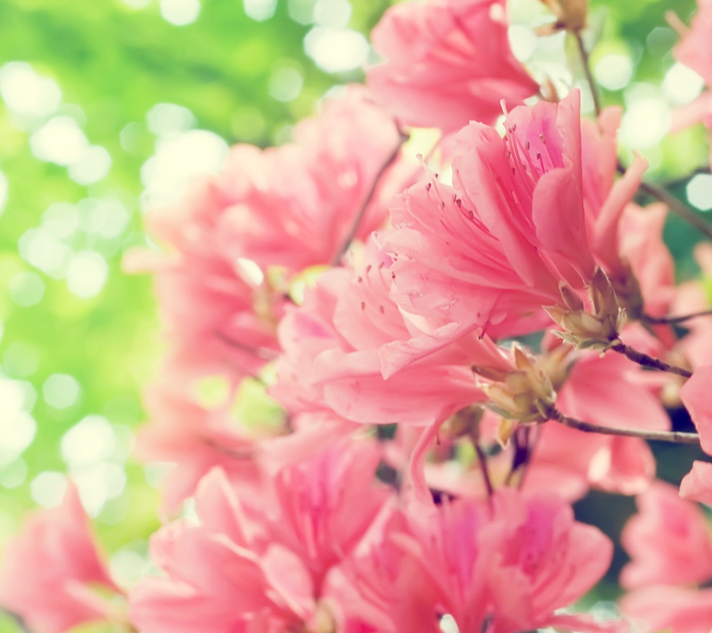 Amazing Pink Flowers screenshot #1 1440x1280
