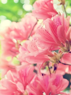 Amazing Pink Flowers screenshot #1 240x320