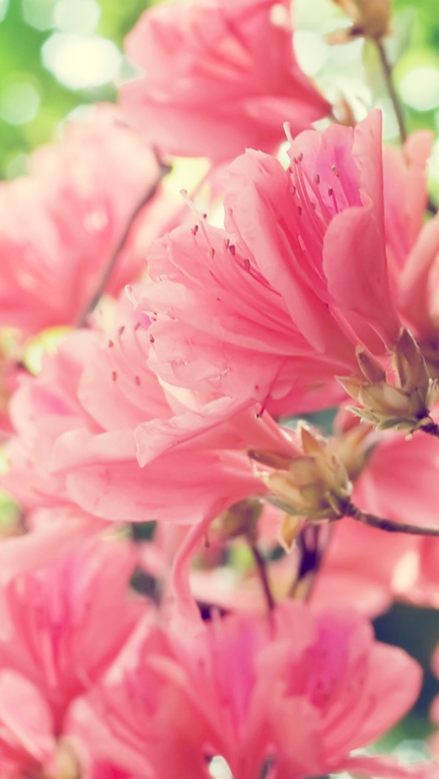 Screenshot №1 pro téma Amazing Pink Flowers 640x1136