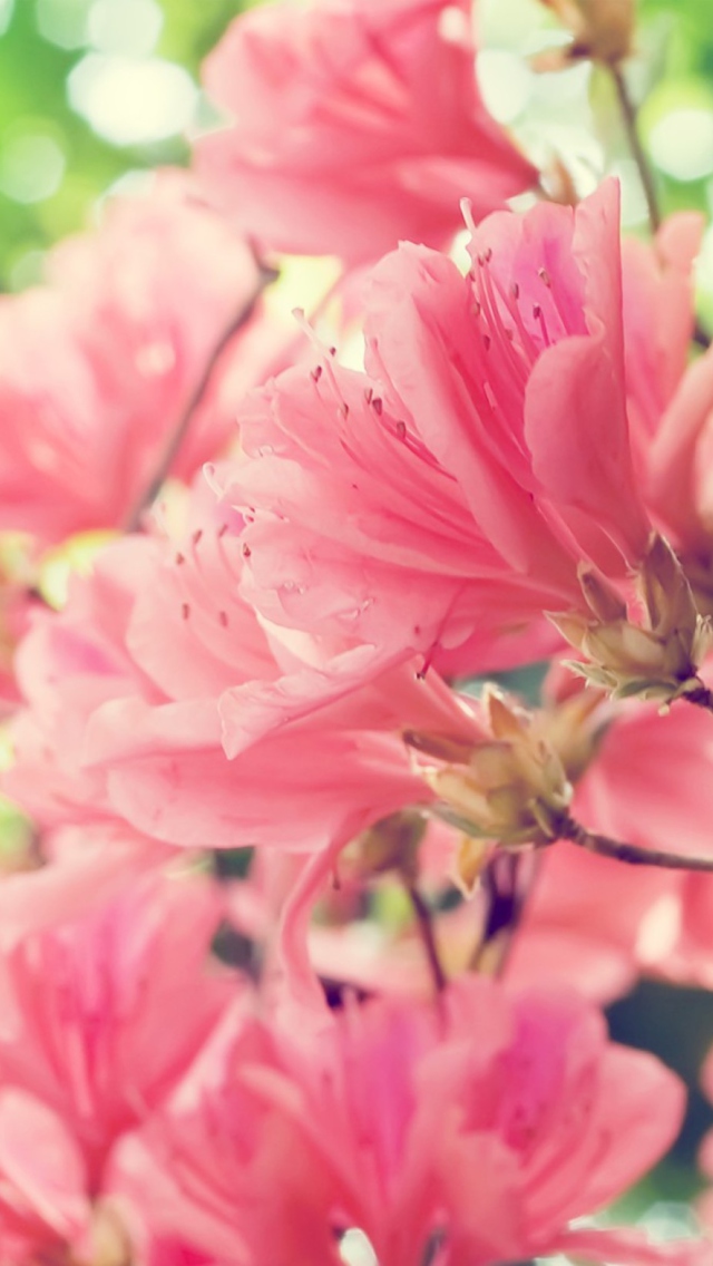 Amazing Pink Flowers wallpaper 640x1136