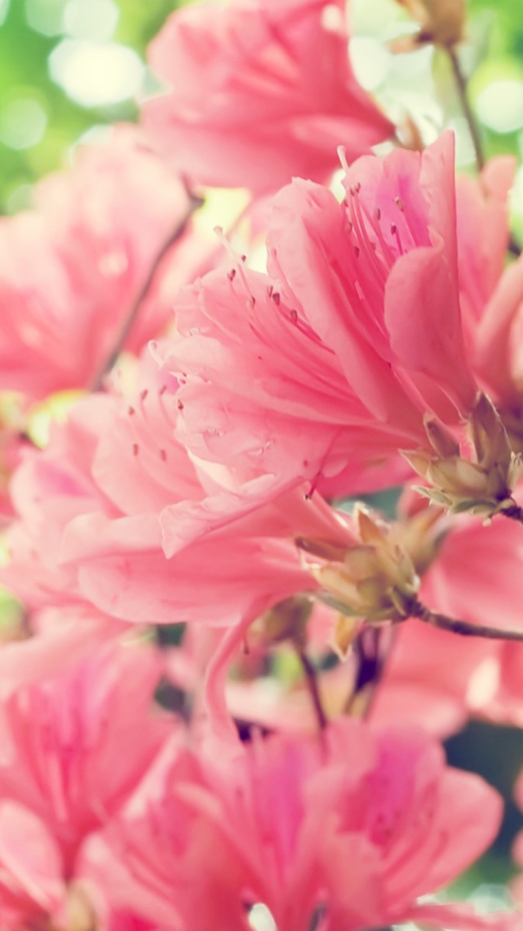 Screenshot №1 pro téma Amazing Pink Flowers 750x1334