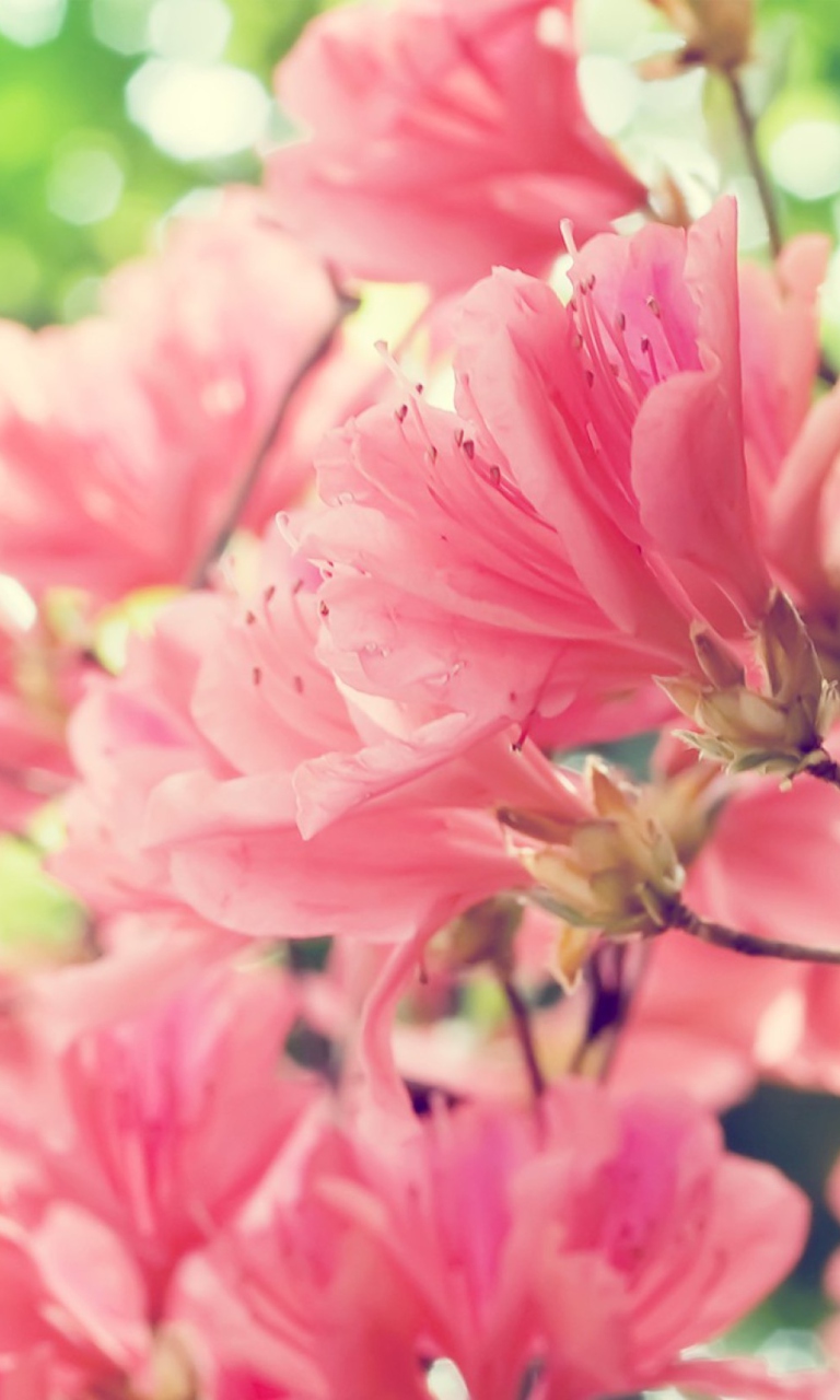 Screenshot №1 pro téma Amazing Pink Flowers 768x1280