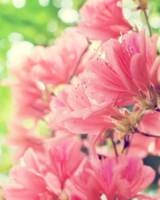 Amazing Pink Flowers - Obrázkek zdarma pro Nokia C5-05