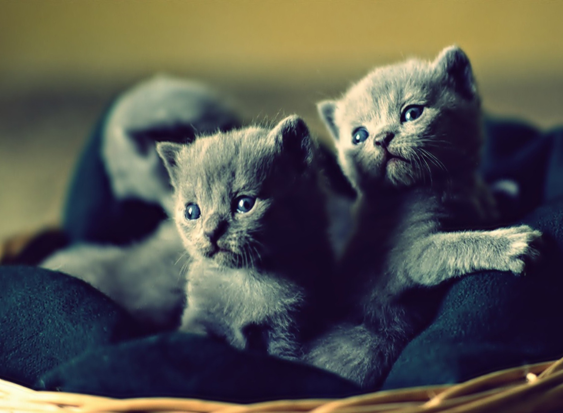 Обои Blue Russian Kittens 1920x1408