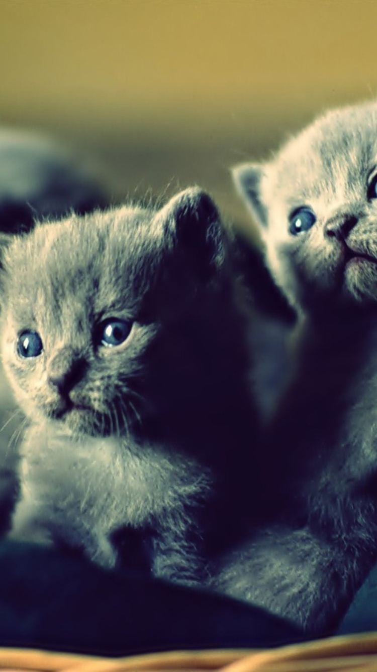 Screenshot №1 pro téma Blue Russian Kittens 750x1334