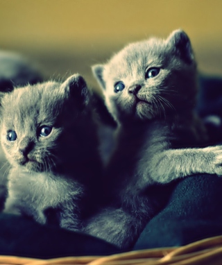 Blue Russian Kittens - Obrázkek zdarma pro 750x1334