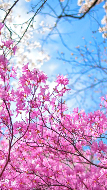 Screenshot №1 pro téma Spring Sakura Garden in Kyoto 360x640