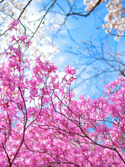 Screenshot №1 pro téma Spring Sakura Garden in Kyoto 480x640