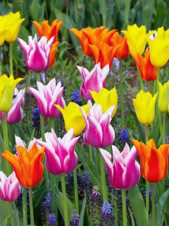 Screenshot №1 pro téma Colored Tulips 240x320