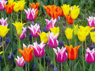 Screenshot №1 pro téma Colored Tulips 320x240