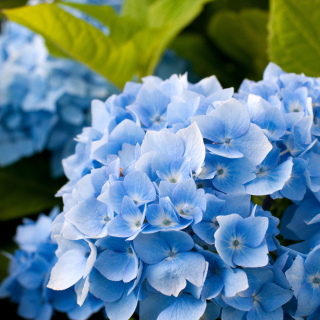 Hydrangea Macro - Obrázkek zdarma pro 1024x1024