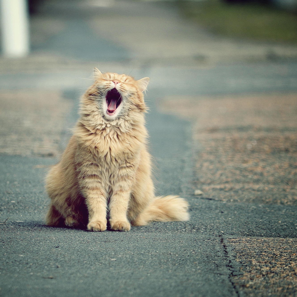 Das Funny Yawning Cat Wallpaper 1024x1024