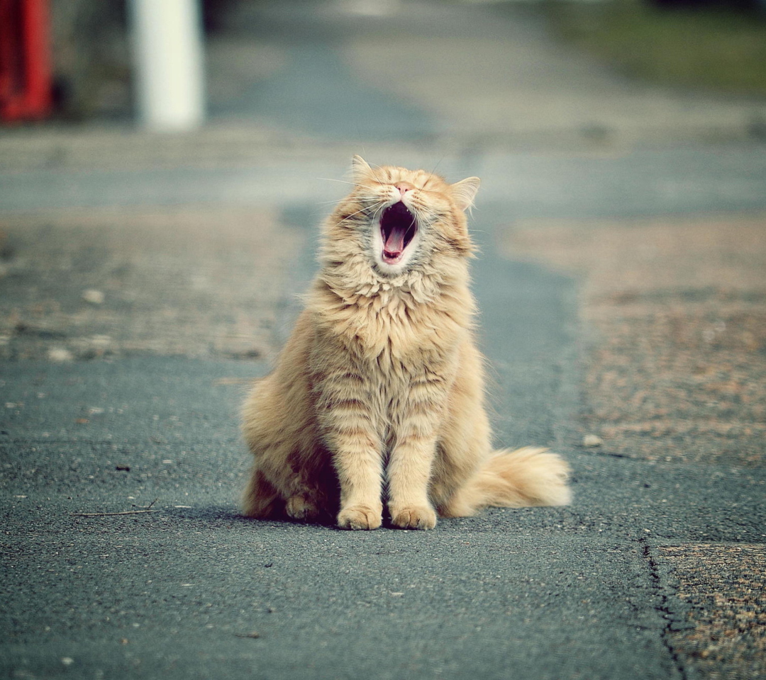 Das Funny Yawning Cat Wallpaper 1080x960