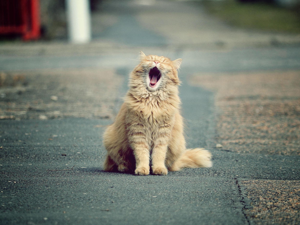 Das Funny Yawning Cat Wallpaper 1152x864