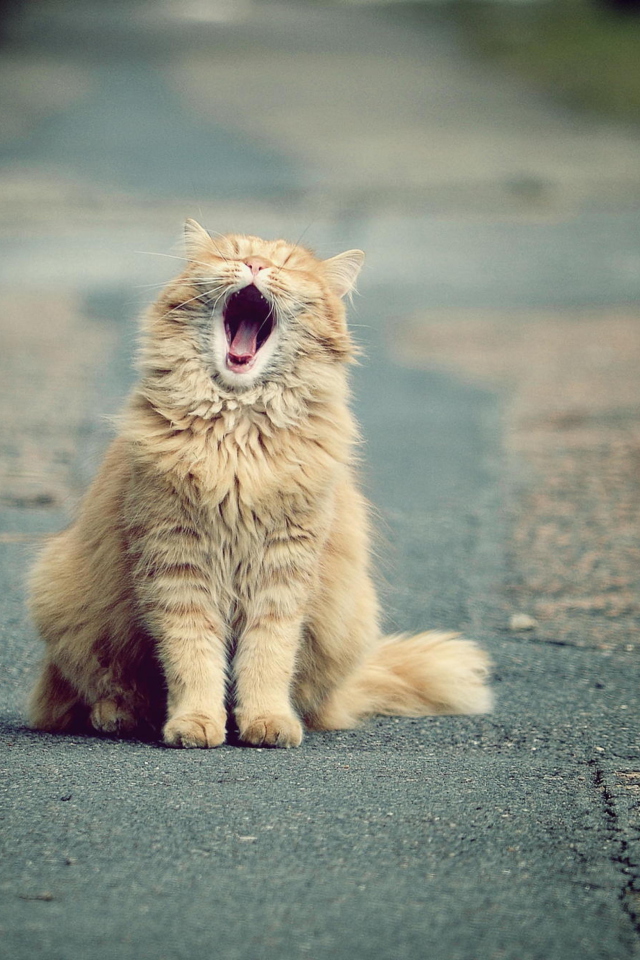 Funny Yawning Cat screenshot #1 640x960