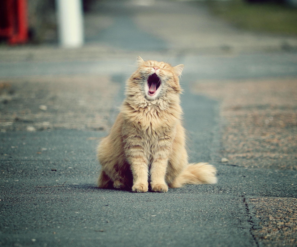 Funny Yawning Cat wallpaper 960x800