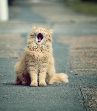 Funny Yawning Cat - Obrázkek zdarma pro Nokia C1-02