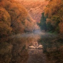 Обои Swans on Autumn Lake 128x128