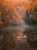 Обои Swans on Autumn Lake 132x176