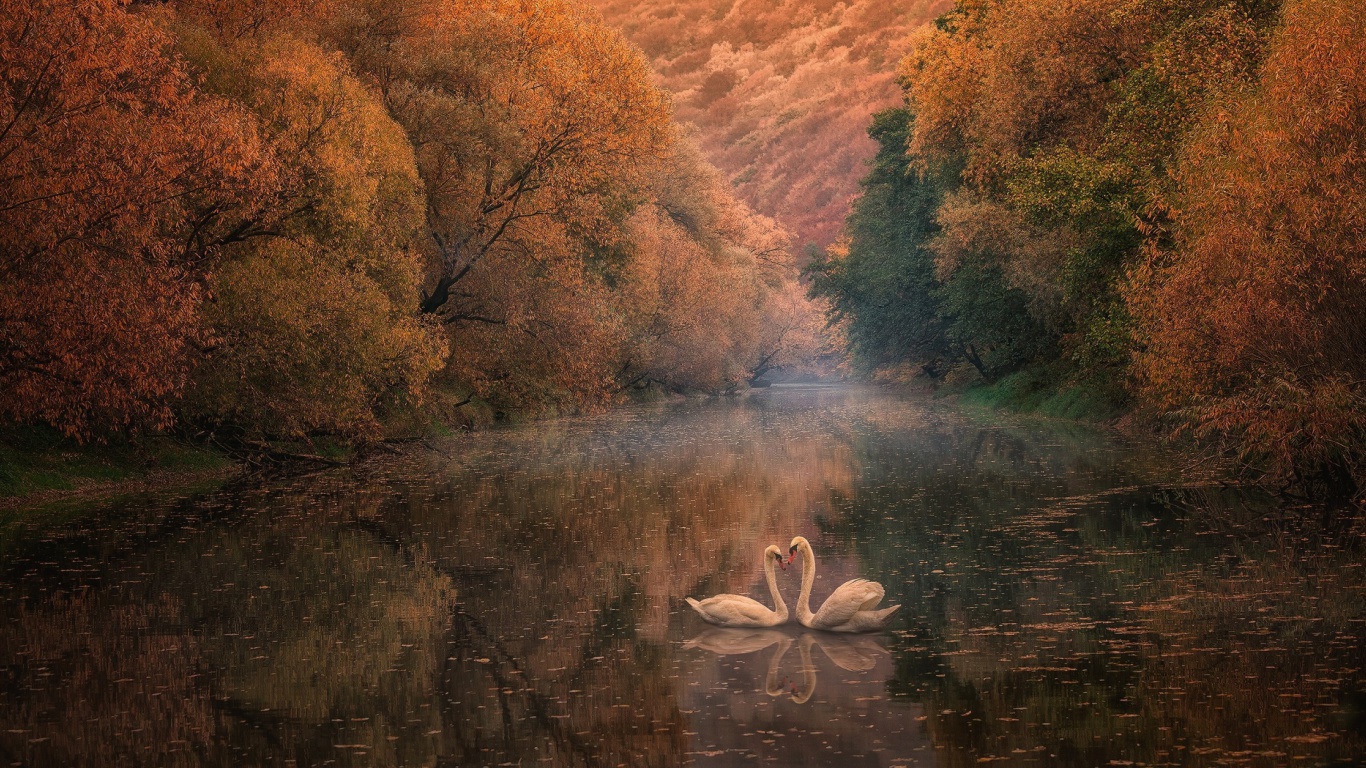 Swans on Autumn Lake wallpaper 1366x768