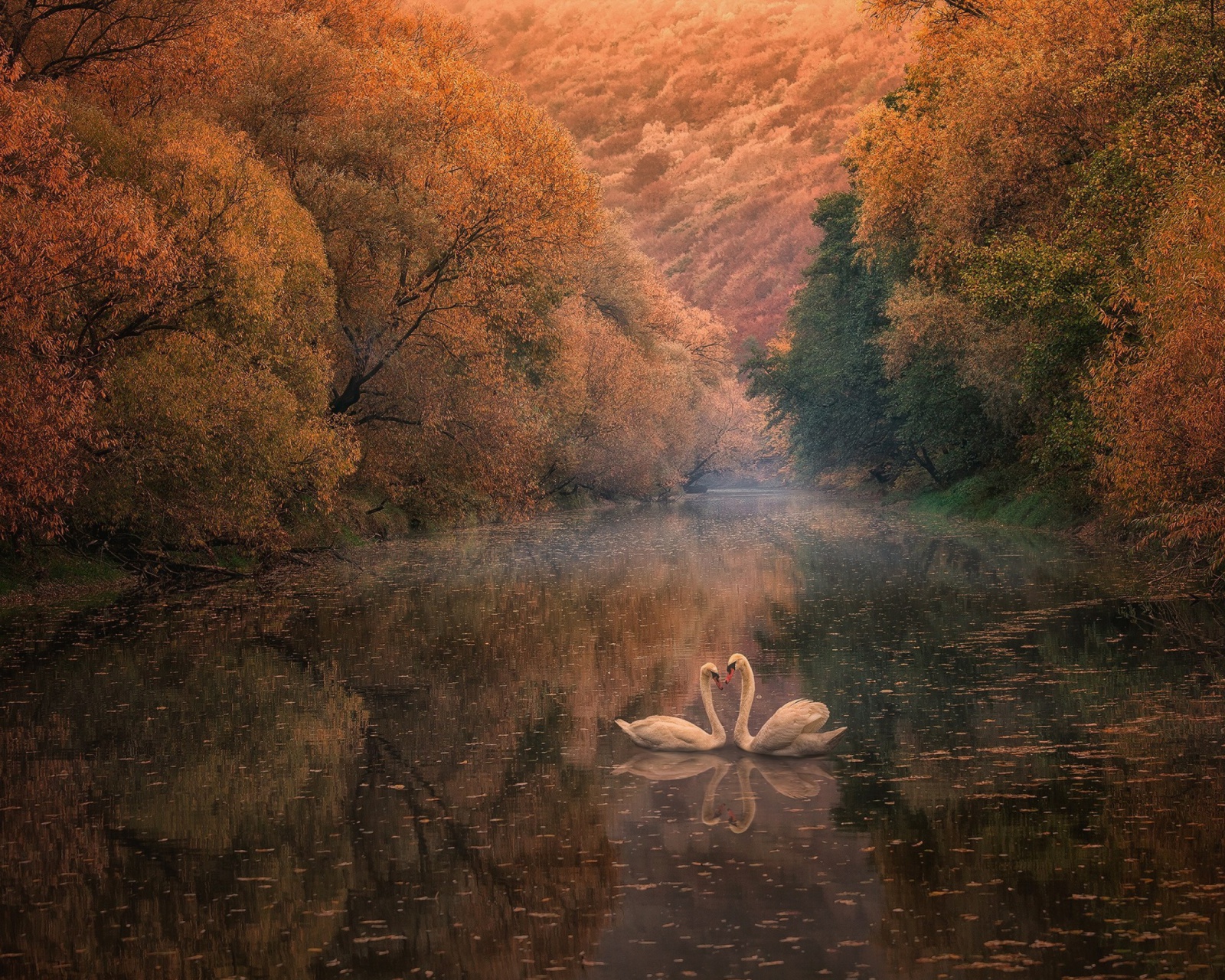 Das Swans on Autumn Lake Wallpaper 1600x1280