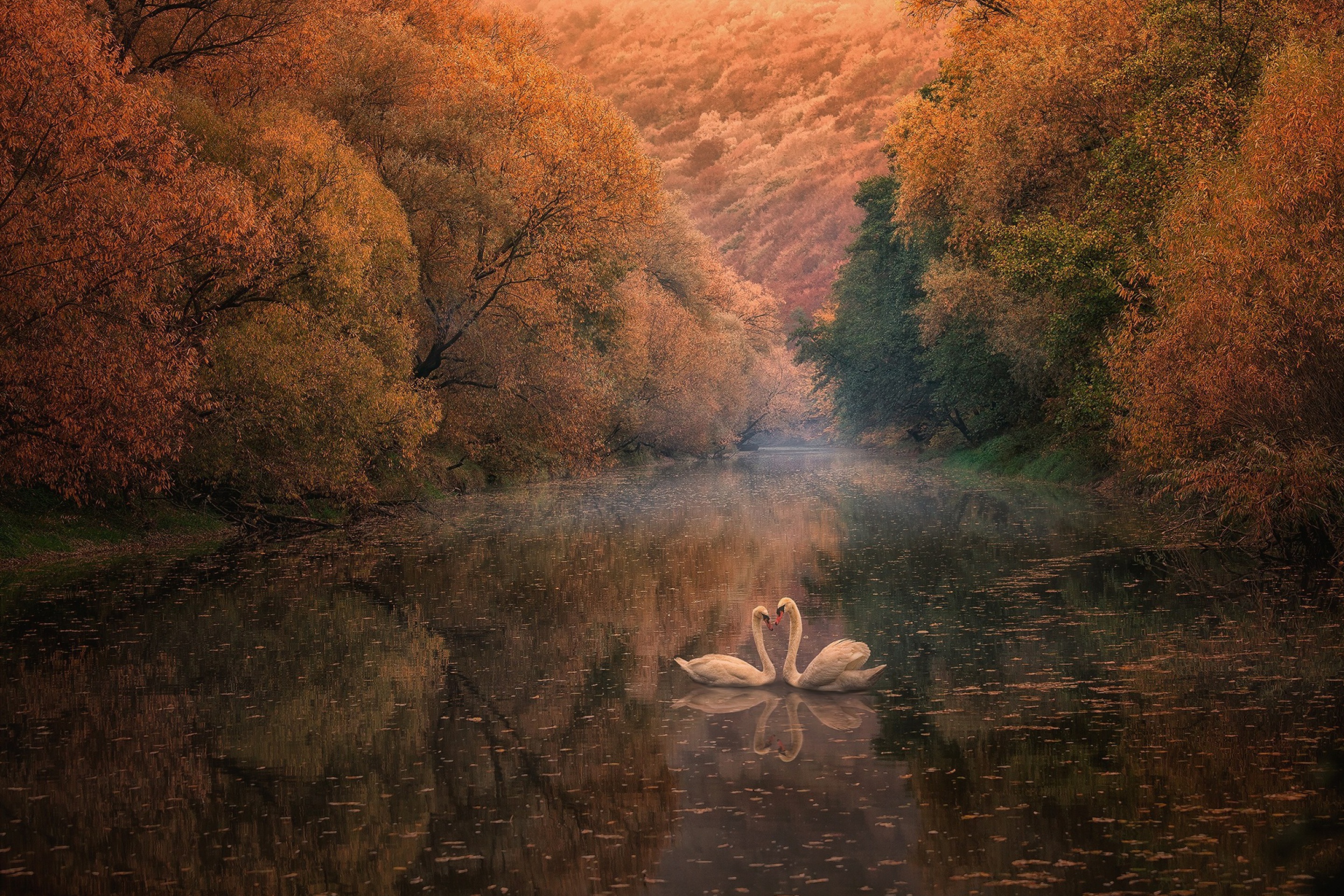 Das Swans on Autumn Lake Wallpaper 2880x1920