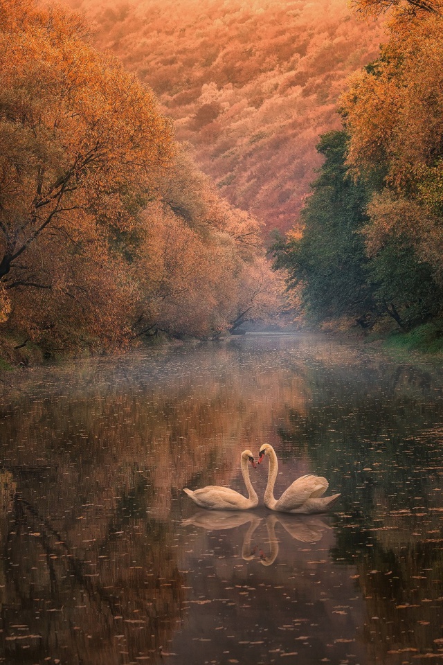 Обои Swans on Autumn Lake 640x960