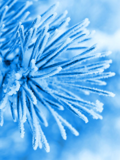 Fondo de pantalla Macro Tree Freezing 240x320