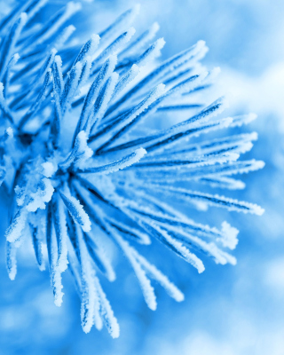 Macro Tree Freezing - Obrázkek zdarma pro 176x220