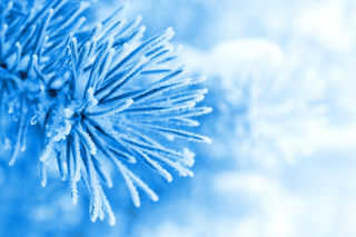 Macro Tree Freezing - Obrázkek zdarma pro Samsung Galaxy Note 2 N7100