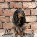 Funny Dog In Basket wallpaper 128x128