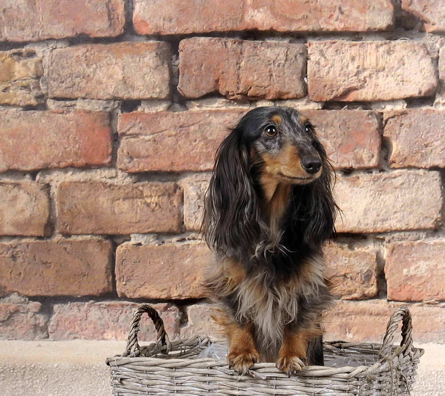 Das Funny Dog In Basket Wallpaper 1440x1280