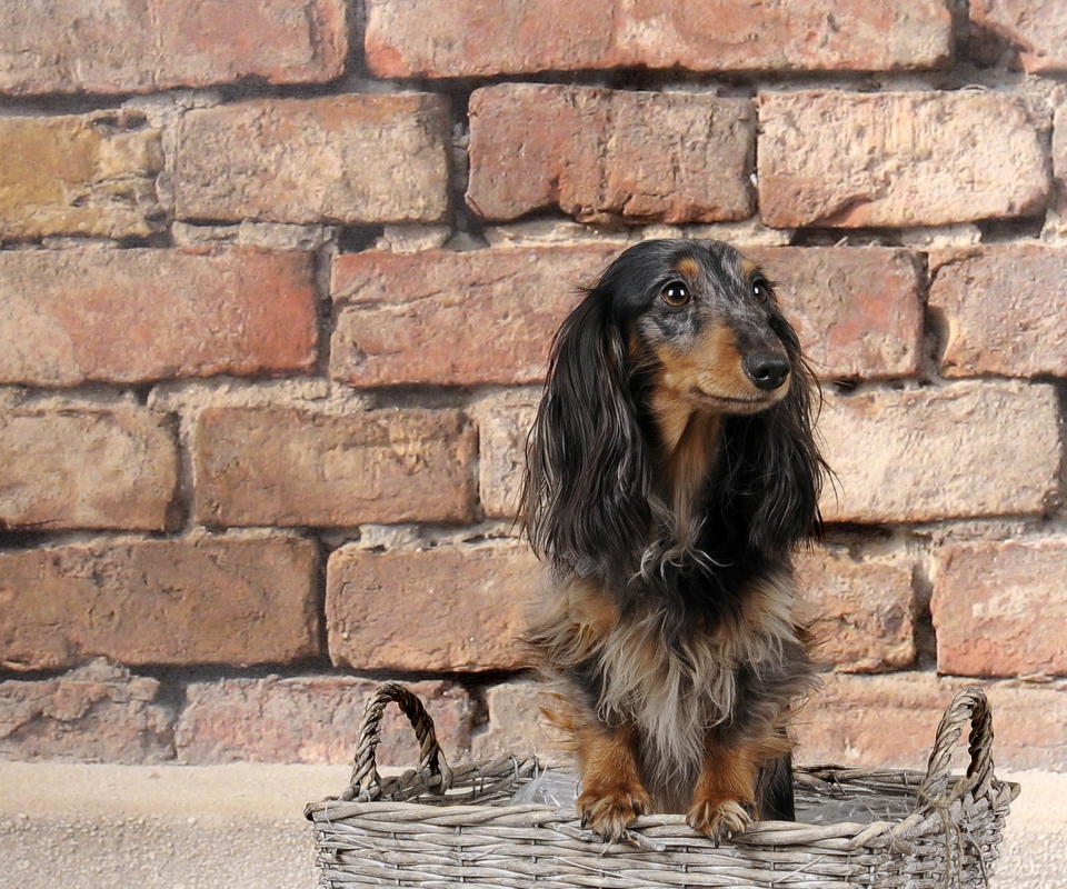 Das Funny Dog In Basket Wallpaper 960x800