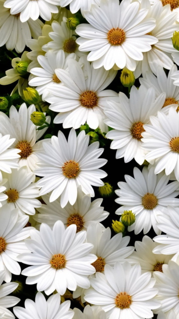 Screenshot №1 pro téma White Daisies 360x640