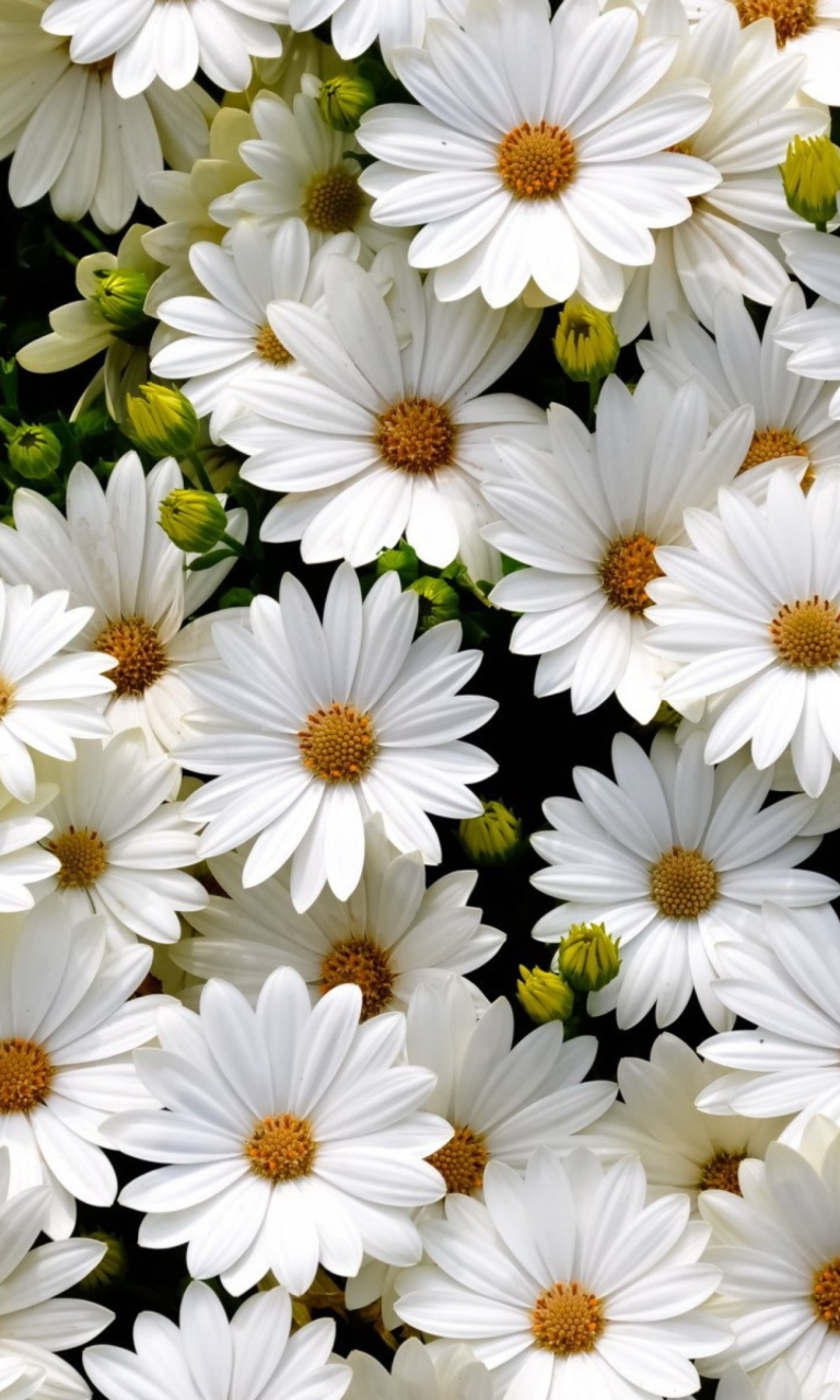 Screenshot №1 pro téma White Daisies 768x1280