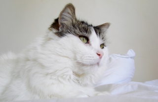 White Cat - Obrázkek zdarma pro Samsung Galaxy Tab 3 10.1
