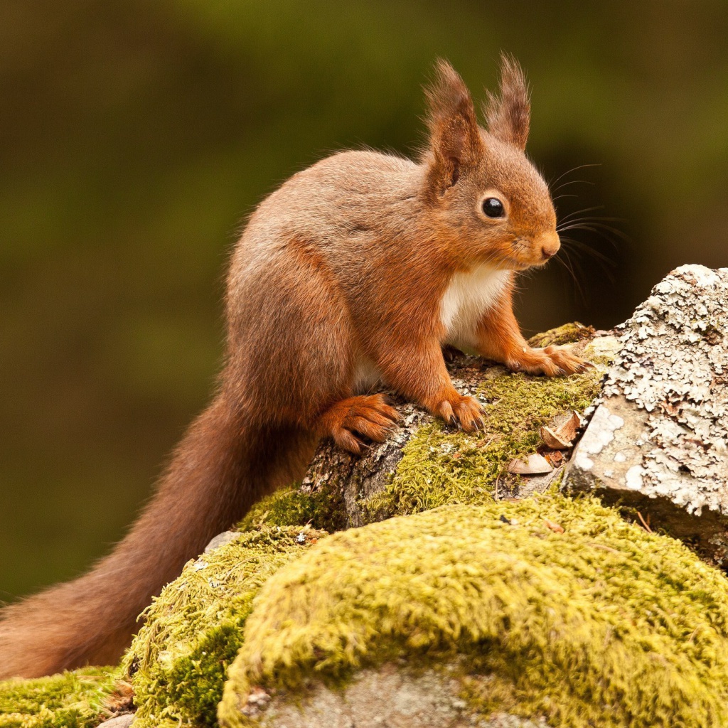 Fondo de pantalla Eurasian red squirrel 1024x1024