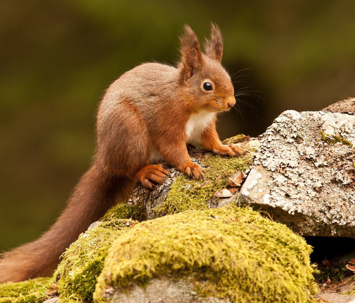 Обои Eurasian red squirrel 1200x1024