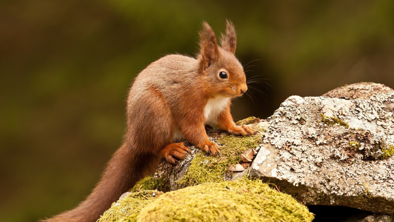 Обои Eurasian red squirrel 1280x720