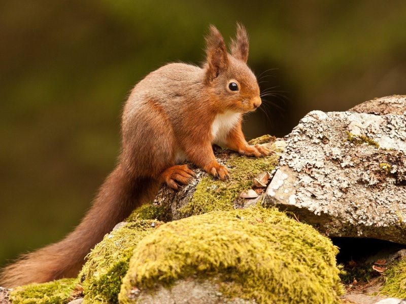 Das Eurasian red squirrel Wallpaper 800x600