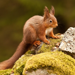 Eurasian red squirrel papel de parede para celular para iPad